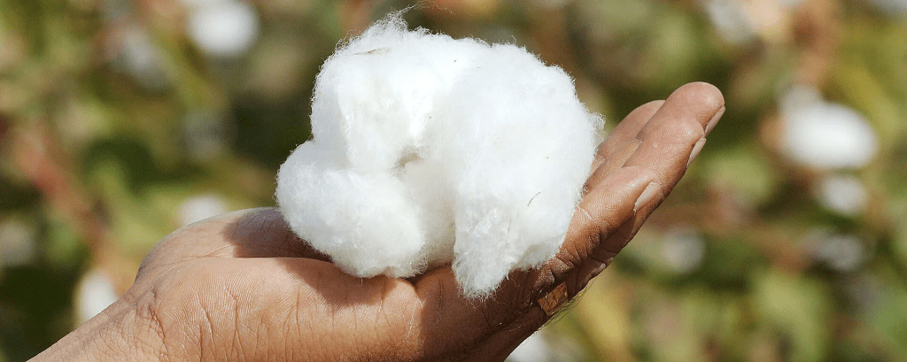organic cotton raw material