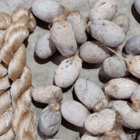 organic silk fibre and cocoons