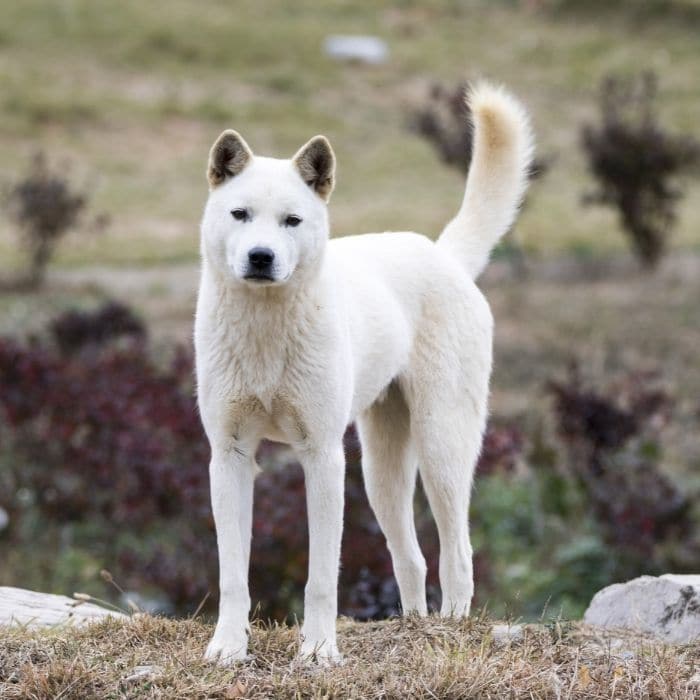 A Korean Jindo dog standing in a natural outdoor setting, showcasing its distinctive white coat and alert posture.