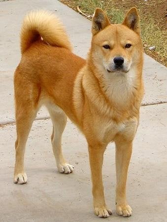 A Korean Jindo dog standing on a paved surface, showcasing its distinctive golden-brown coat and upright ears.