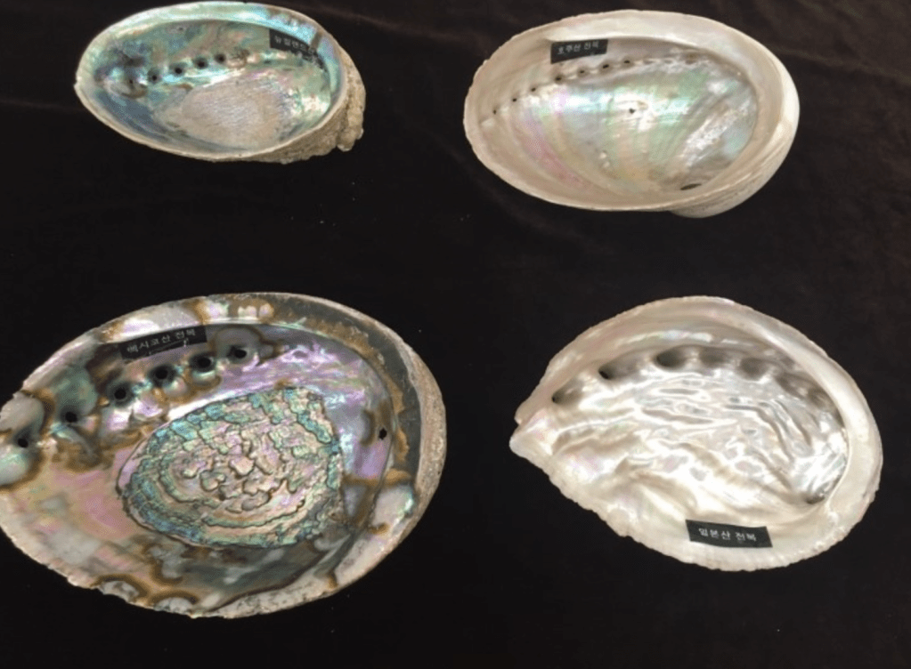 A collection of four mother-of-pearl shells displayed on a black surface, showcasing their iridescent colors and unique textures.