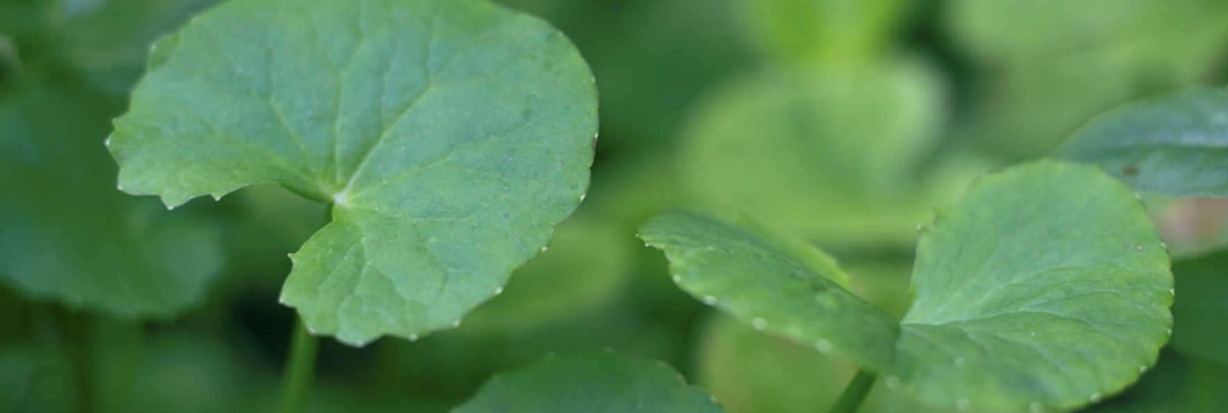 centella